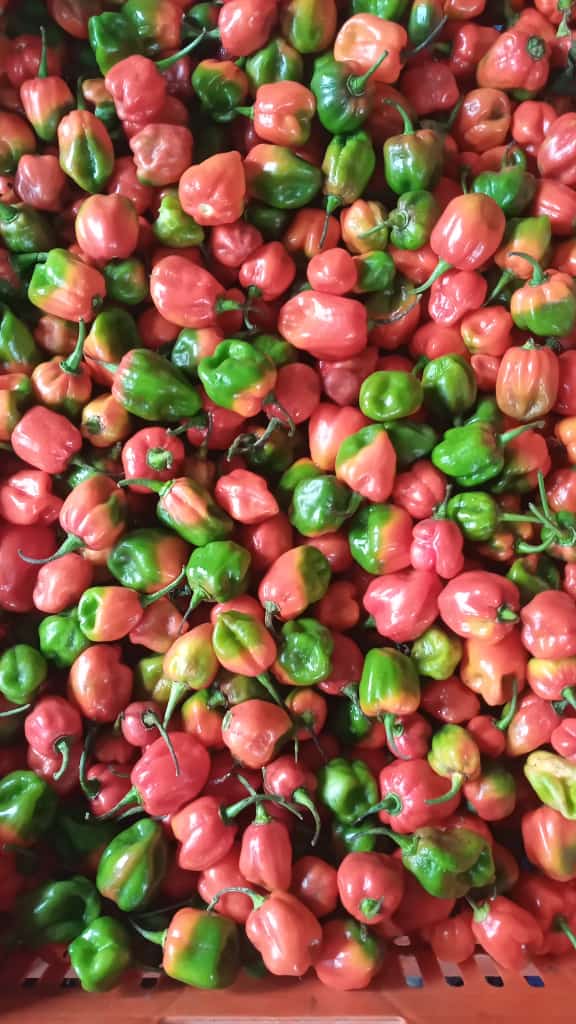 Habaneros (hot chili pepper)